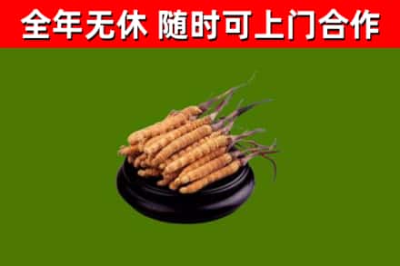 滦州回收散虫草