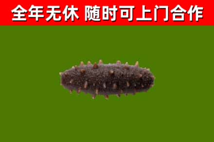 滦州回收海参干